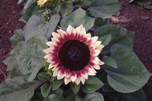 Sunflower Seeds - FleuroSun - Medium, Branched - COMPACT LILAC SPRAY - Packets