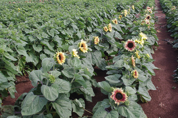 Sunflower Seeds - FleuroSun - Medium, Branched - COMPACT LILAC SPRAY - Packets
