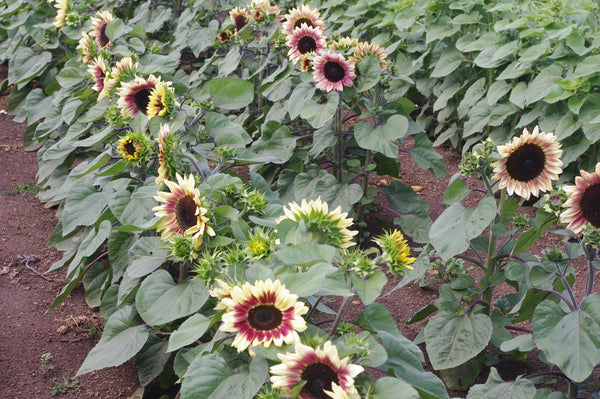 Sunflower Seeds - FleuroSun - Medium, Branched - COMPACT LILAC SPRAY - Packets