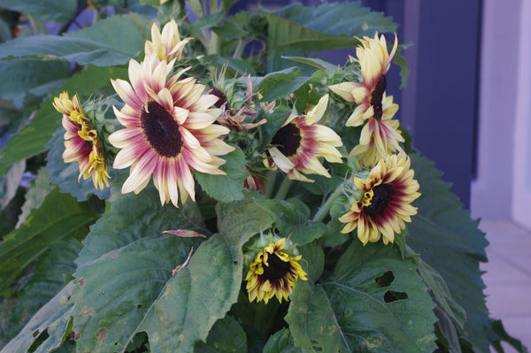 Sunflower Seeds - FleuroSun - Medium, Branched - COMPACT LILAC SPRAY - Packets