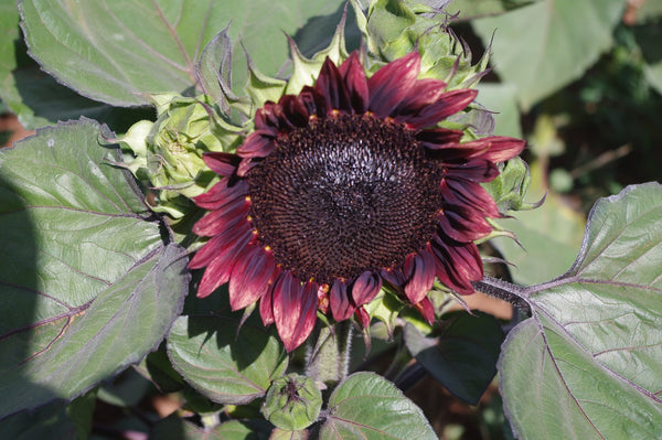 Sunflower Seeds - FleuroSun Compacts - Compact Lilac Spray