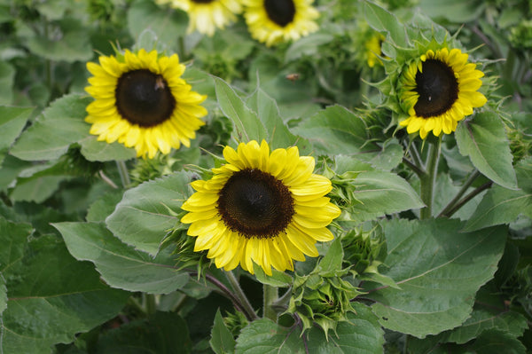 Sunflower Seeds - FleuroSun - Medium, Branched - COMPACT CALYPSO SPRAY - Packets