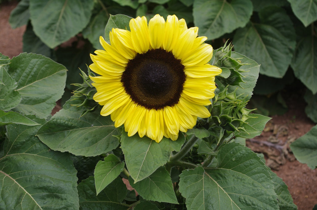 Sunflower Seeds - FleuroSun - Medium, Branched - COMPACT CALYPSO SPRAY ...