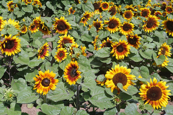 Sunflower Seeds - FleuroSun - Medium, Branched - COMPACT SONNET - Packets