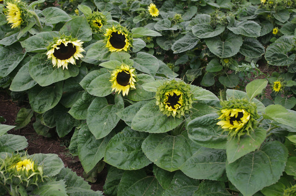 Sunflower Seeds - FleuroSun - Medium, Unbranched - COMPACT CLASSIC LIME - Wholesale