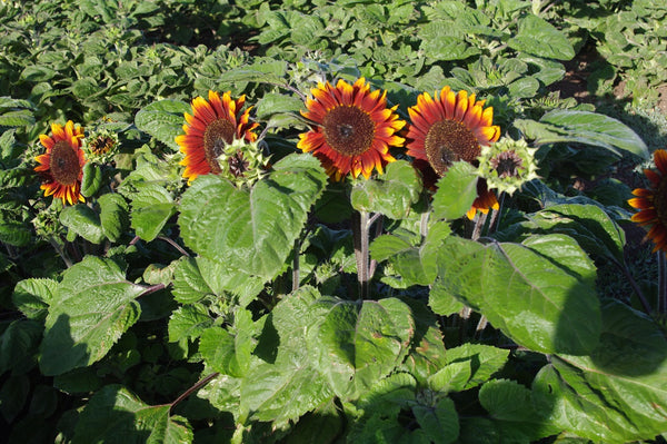 Sunflower Seeds - FleuroSun - Dwarf, Branched - DWARF SONNET - Packets