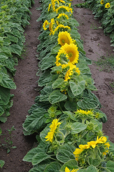 Sunflower Seeds - FleuroSun - Dwarf, Branched - DWARF SUMMER SPRAY - Packets