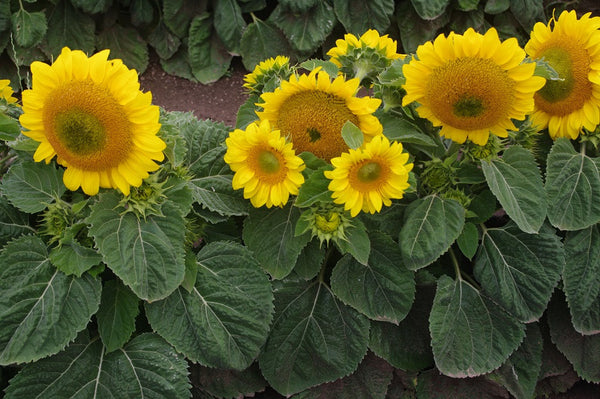 Sunflower Seeds - FleuroSun - Dwarf, Branched - DWARF SUMMER SPRAY - Packets
