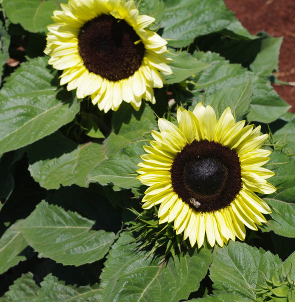Sunflower Seeds - FleuroSun - Dwarf, Branched - DWARF CALYPSO SPRAY - Packets
