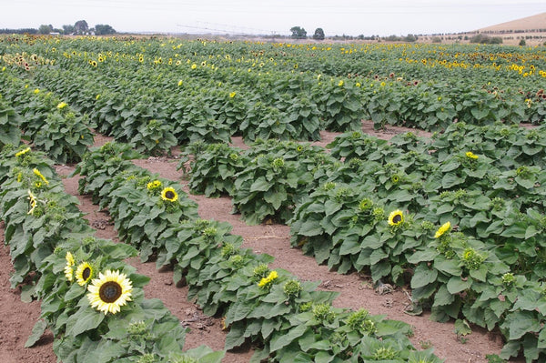 Sunflower Seeds - FleuroSun - Dwarf, Branched - DWARF CALYPSO SPRAY - Packets