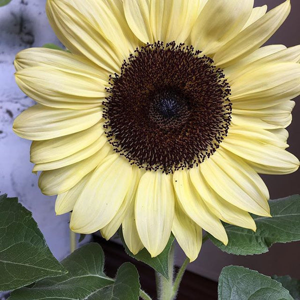 Sunflower Seeds - FleuroSun - Dwarf, Branched - DWARF CALYPSO SPRAY - Packets