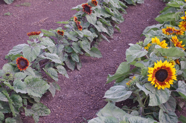 Sunflower Seeds - FleuroSun - Dwarf, Branched - DWARF SONNET - Packets