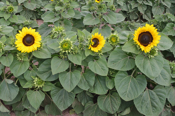 Sunflower Seeds - FleuroSun - Dwarf, Branched - DWARF GOLD SPRAY - Packets