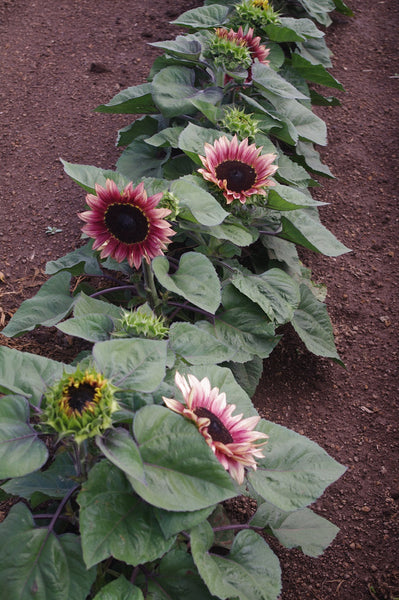 Sunflower Seeds - FleuroSun - Dwarf, Branched - DWARF LILAC SPRAY - Packets