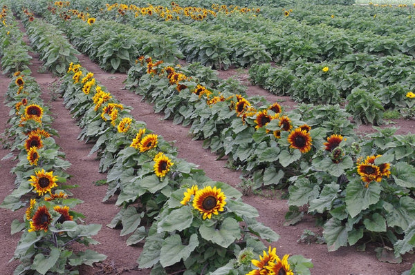 Sunflower Seeds - FleuroSun - Dwarf, Branched - DWARF SONNET - Packets