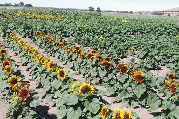 Sunflower Seeds - FleuroSun - Dwarf, Branched - DWARF SONNET - Packets