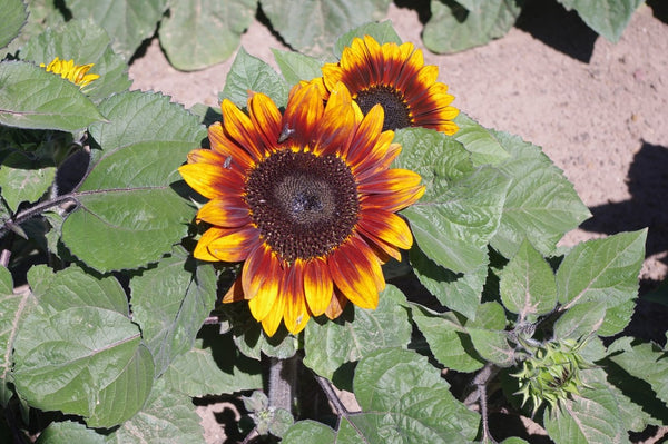 Sunflower Seeds - FleuroSun - Dwarf, Branched - DWARF SONNET - Packets