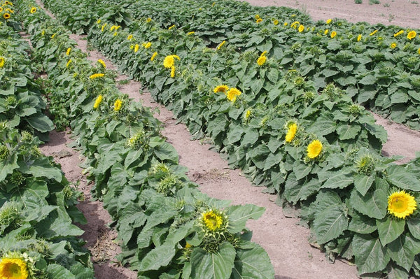 Sunflower Seeds - FleuroSun - Dwarf, Branched - DWARF SUMMER SPRAY - Packets