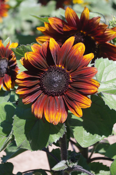 Sunflower Seeds - FleuroSun - Medium, Branched - COMPACT GARNET - Packets