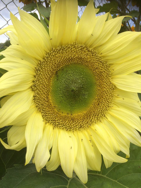 Sunflower Seeds - FleuroSun - Tall, Unbranched - ICE LADY - Packets