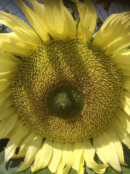 Sunflower Seeds - FleuroSun - Tall, Unbranched - ICE LADY - Packets