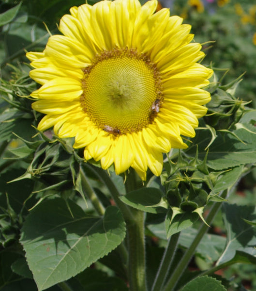 Sunflower Seeds - FleuroSun - Tall, Branched  - ICE SPRAY - Packets