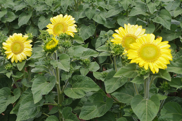 Sunflower Seeds - FleuroSun - Tall, Branched  - ICE SPRAY - Packets