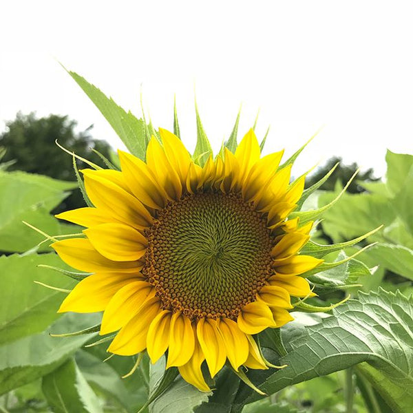 Sunflower Seeds - FleuroSun - Tall, Unbranched - LANDSCAPE - Packets