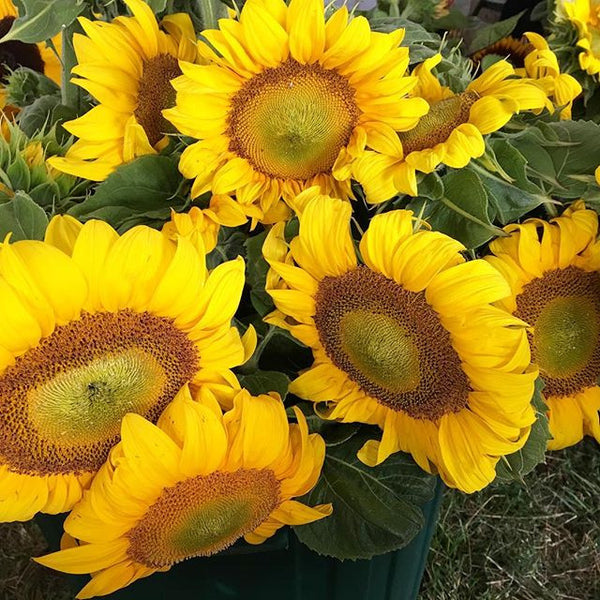 Sunflower Seeds - FleuroSun - Landscape