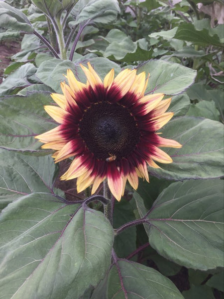 Sunflower Seeds - FleuroSun - Tall, Unbranched - LILAC MONARCH - Packets