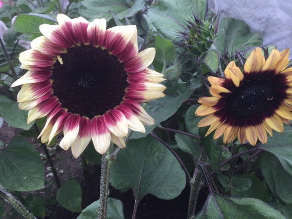 Sunflower Seeds - FleuroSun - Lilac Monarch