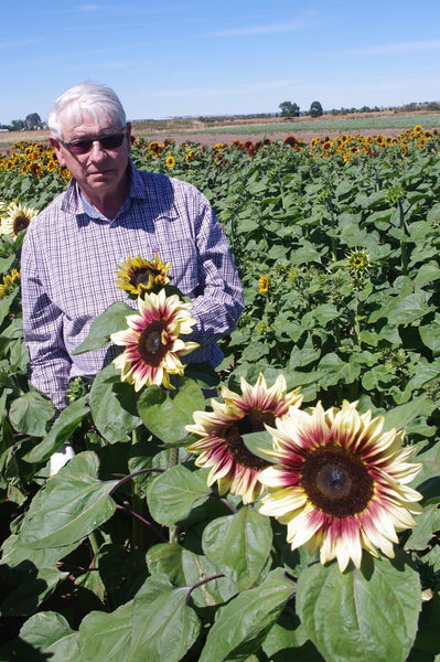 Sunflower Seeds - FleuroSun - Tall, Unbranched - LILAC MONARCH - Packets