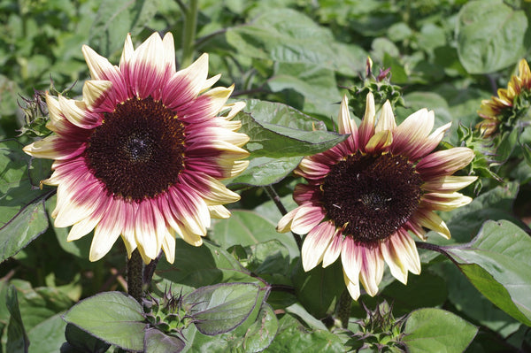 Sunflower Seeds - FleuroSun - Tall, Branched - LILAC SPRAY - Packets