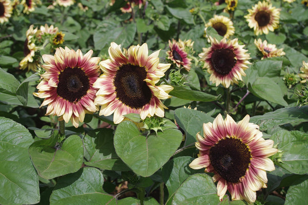 Sunflower Seeds - FleuroSun - Tall, Branched - LILAC SPRAY - Packets