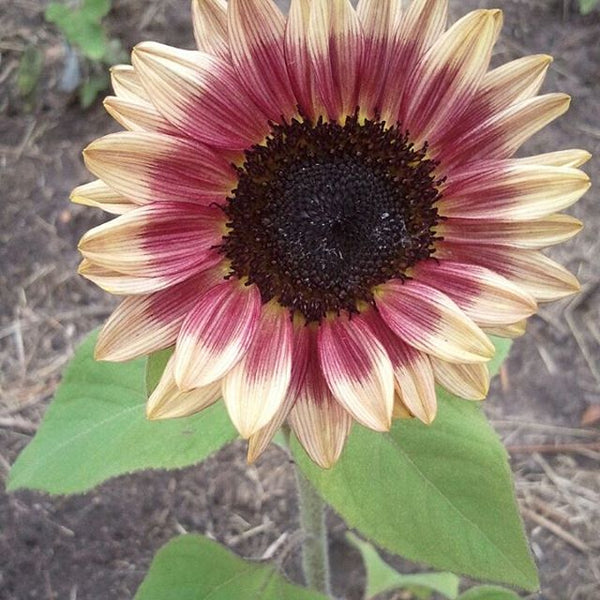 Sunflower Seeds - FleuroSun - Tall, Branched - LILAC SPRAY - Packets