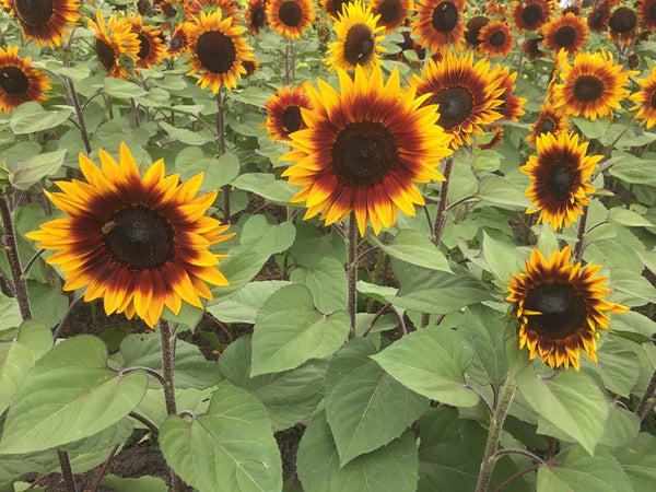 Sunflower Seeds - FleuroSun - Medium, Unbranched - COMPACT MONARCH - Packets
