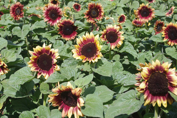 Sunflower Seeds - FleuroSun - Tall, Branched - LILAC SPRAY - Packets