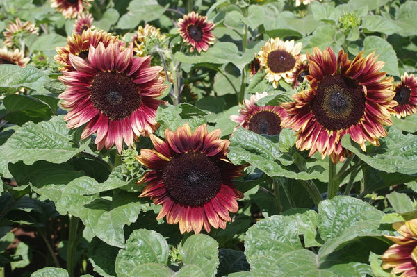Sunflower Seeds - FleuroSun - Tall, Branched - MAUVE SPRAY - Packets
