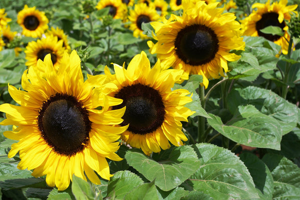 Sunflower Seeds - FleuroSun - Medium, Unbranched - COMPACT CLASSIC GOLD - Packets