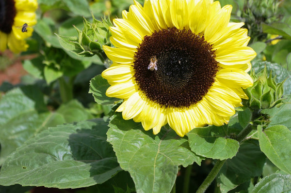 Sunflower Seeds - FleuroSun - Dwarf, Branched - DWARF CALYPSO SPRAY - Packets