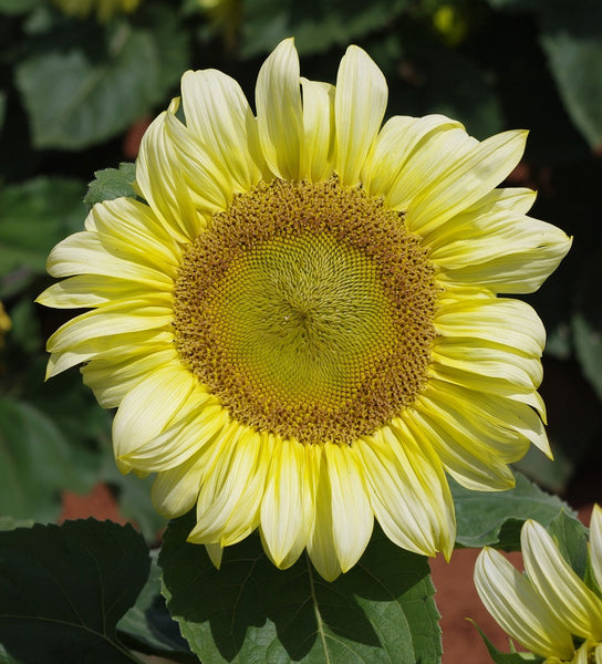 Sunflower Seeds - FleuroSun - Tall, Unbranched - ICE LADY - Packets
