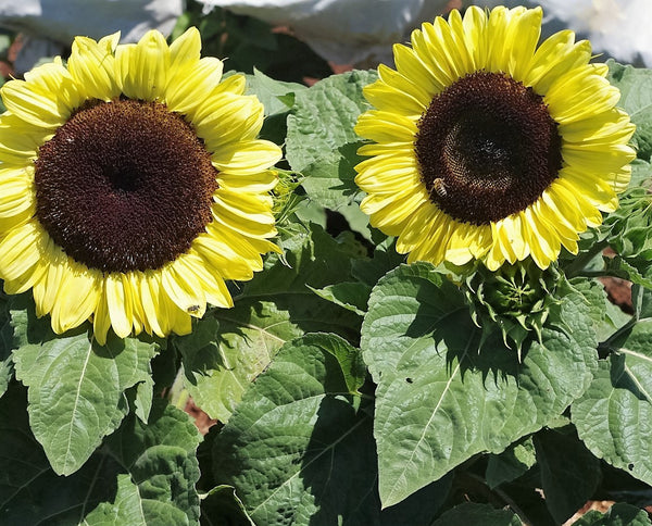 Sunflower Seeds - FleuroSun - Medium, Branched - COMPACT CALYPSO SPRAY - Packets