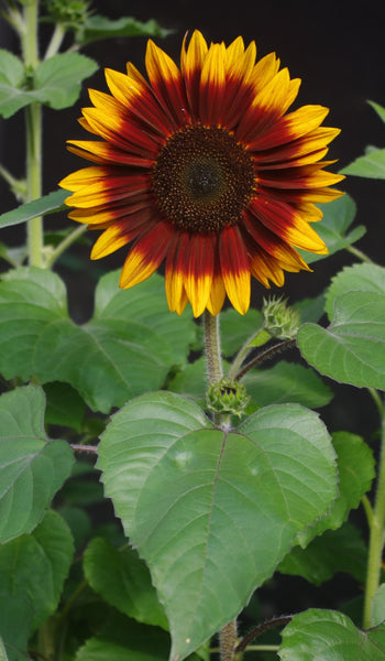 Sunflower Seeds - FleuroSun - Dwarf, Branched - DWARF SONNET - Packets