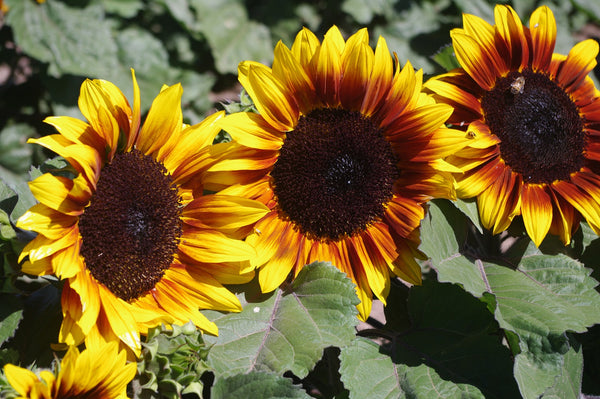 Sunflower Seeds - FleuroSun - Sonnet