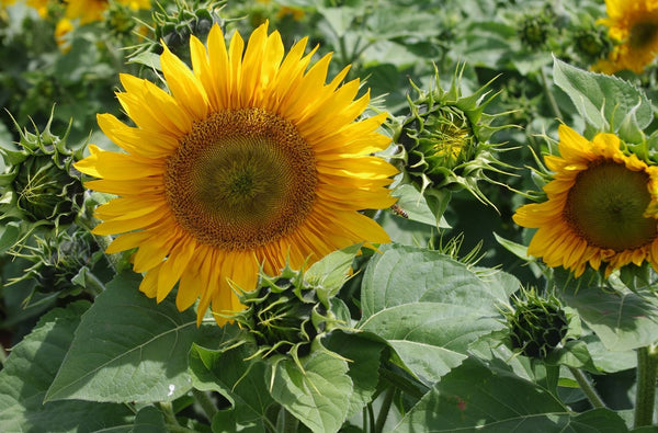 Sunflower Seeds - FleuroSun - Summer Spray
