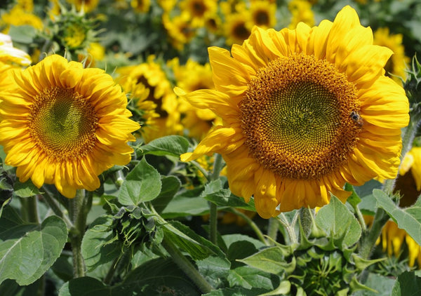 Sunflower Seeds - FleuroSun - Tall, Branched - SUMMER SPRAY - Packets