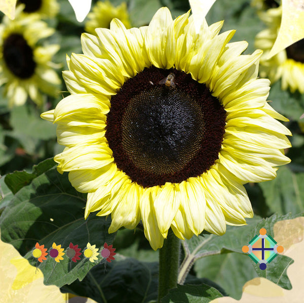 Sunflower Seeds - FleuroSun - Classic Lime
