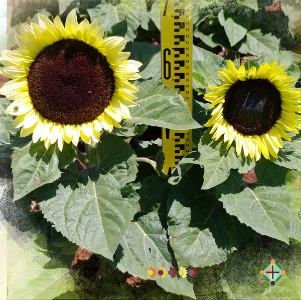 Sunflower Seeds - FleuroSun - Medium, Unbranched - COMPACT CLASSIC LIME - Packets