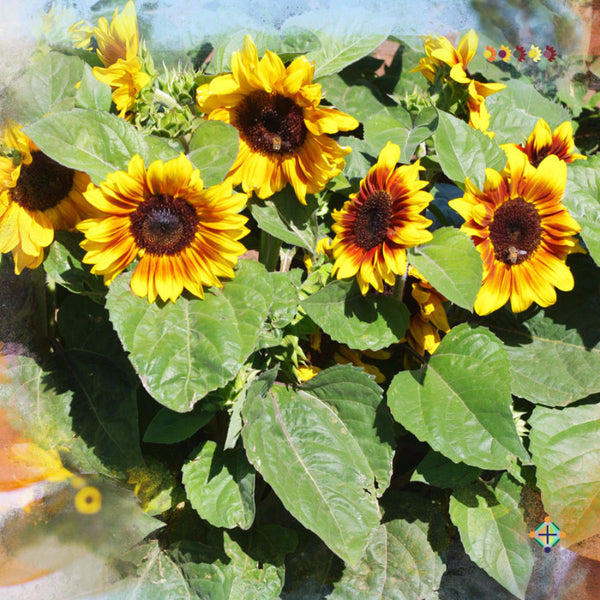 Sunflower Seeds - FleuroSun - Medium, Branched - COMPACT SONNET - Wholesale