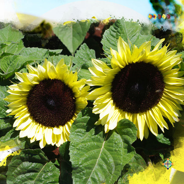 Sunflower Seeds - FleuroSun - Dwarf, Branched - DWARF CALYPSO SPRAY - Packets